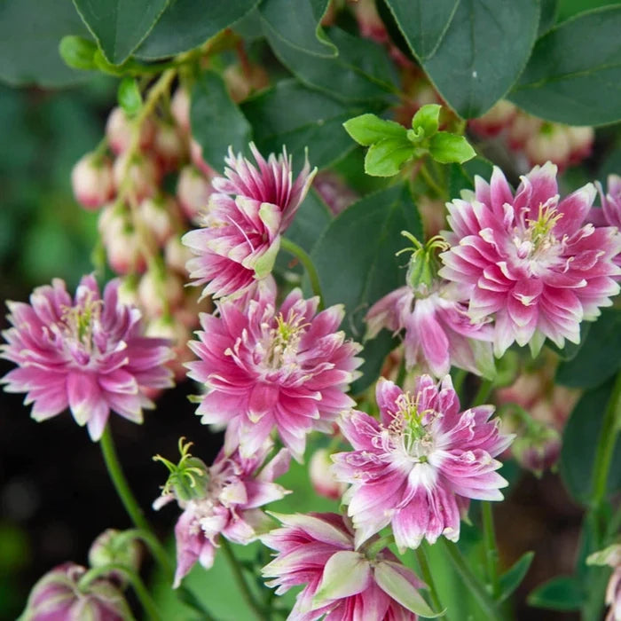 Nora Barlow Columbine