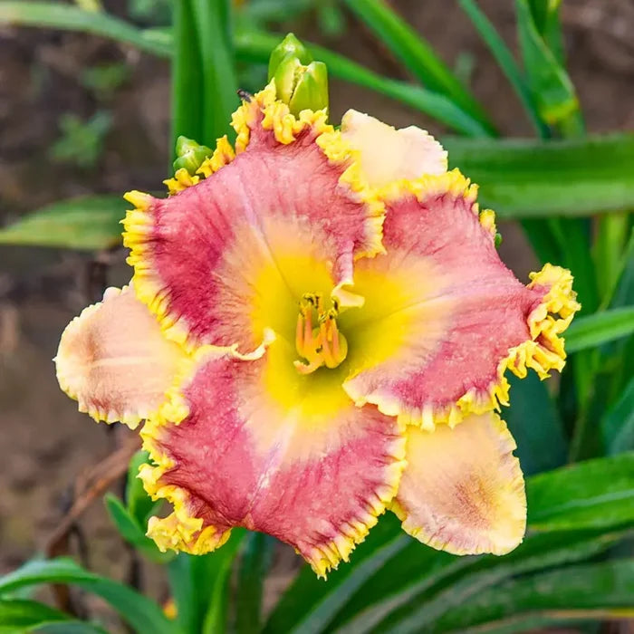 Now You See Me Daylily