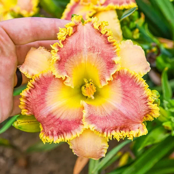 Now You See Me Daylily