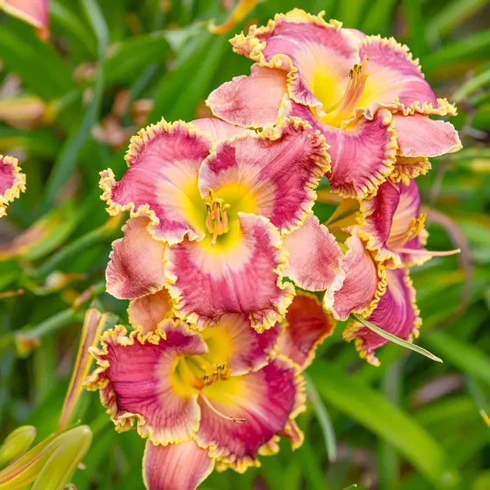 Now You See Me Daylily