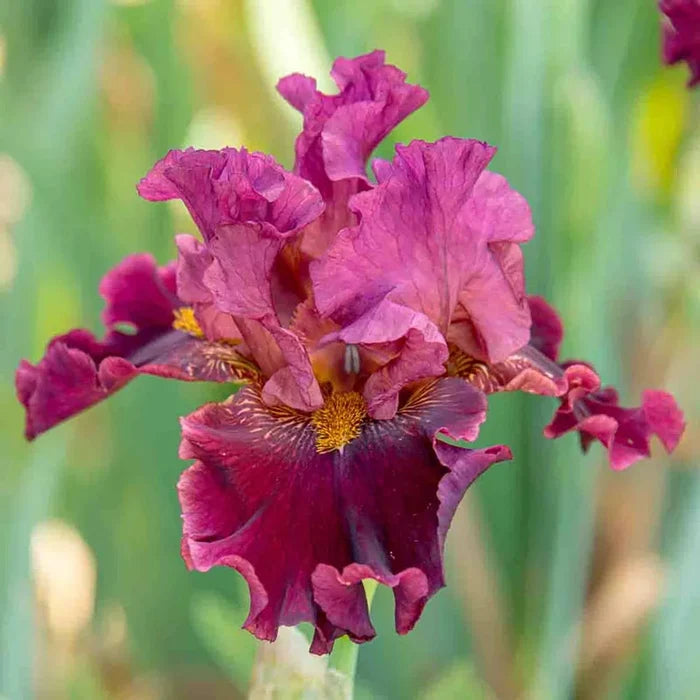 Obsessed Bearded Iris