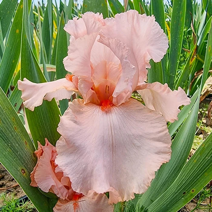 October Splendor Reblooming Bearded Iris