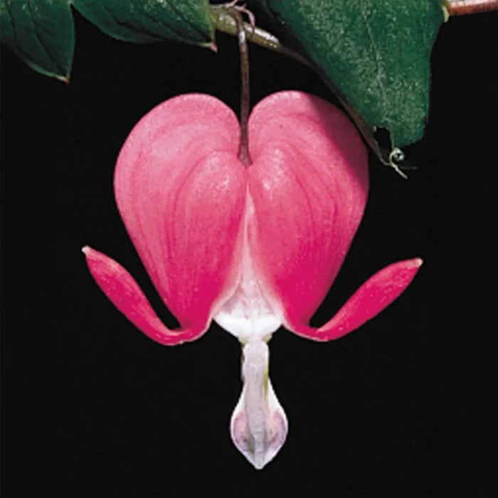 Old-Fashioned Bleeding Heart