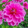 Onesta Dahlia