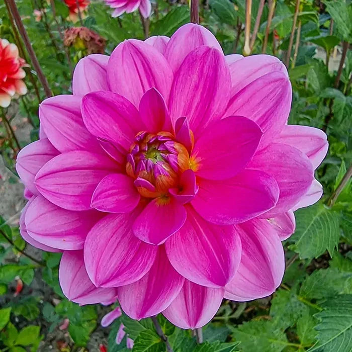 Onesta Dahlia