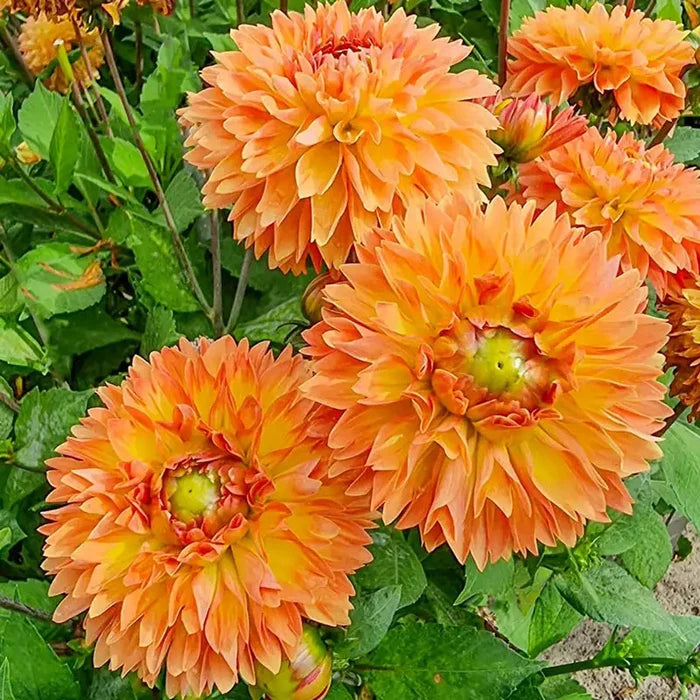 Orange Impact Dahlia