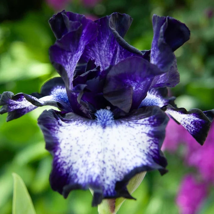 Oreo Bearded Iris