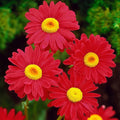 Painted Daisy