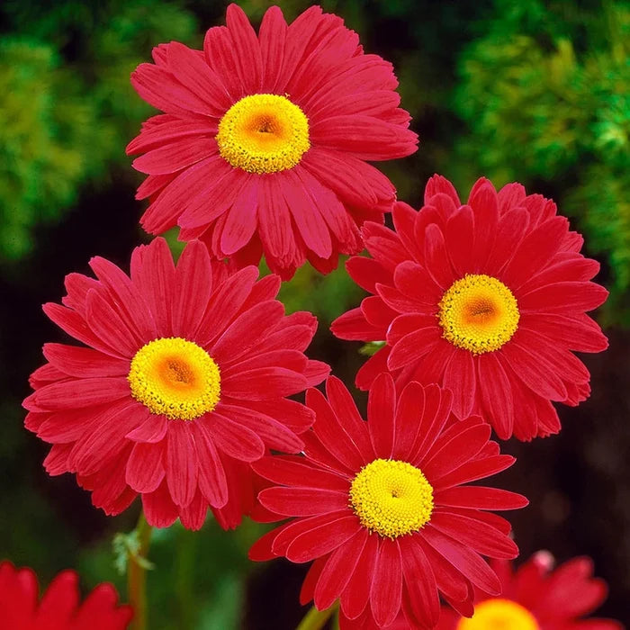 Painted Daisy