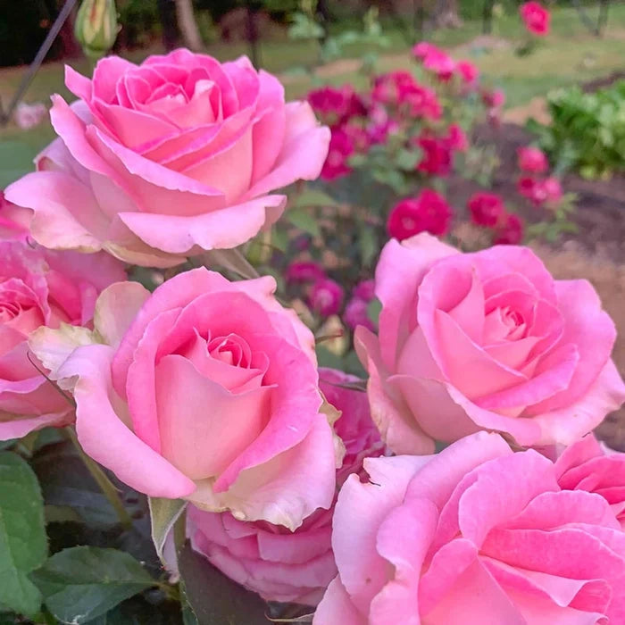 Painted Porcelain Hybrid Tea Rose