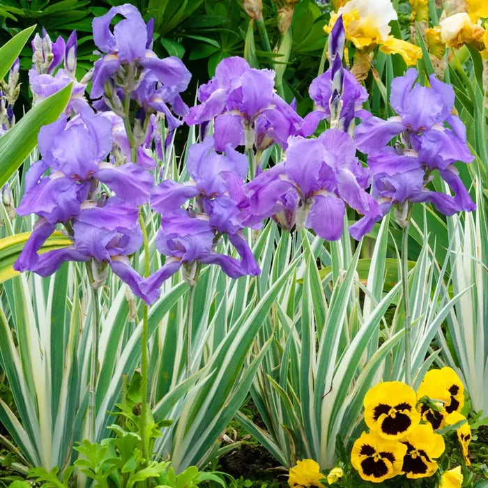 Pallida Variegata Silver Iris