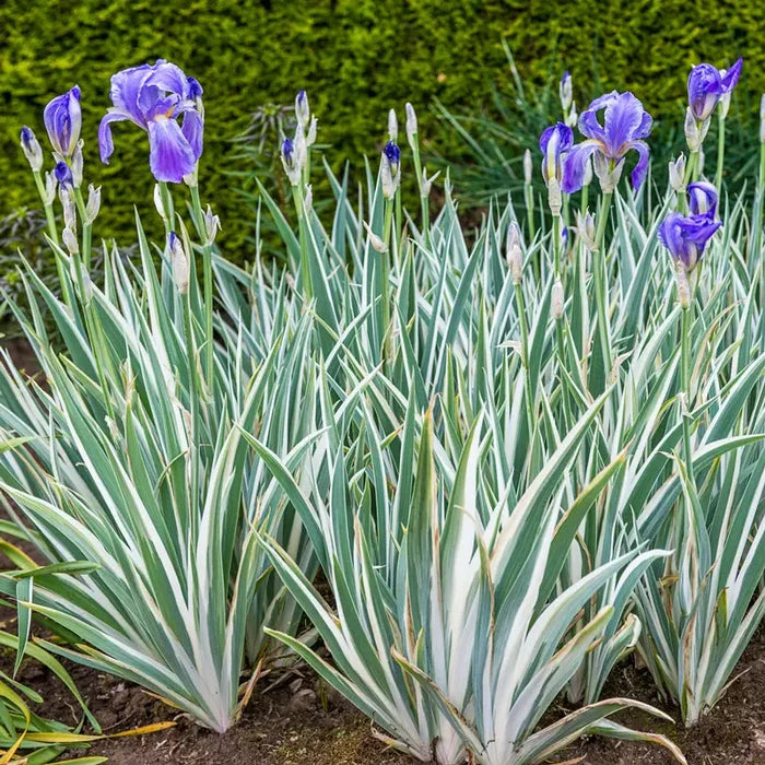 Pallida Variegata Silver Iris