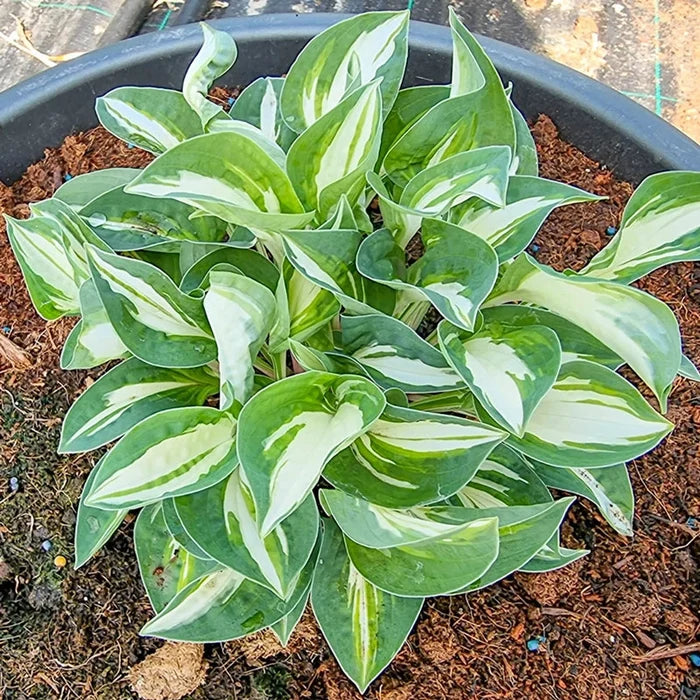 Pandora's Box Mini Hosta