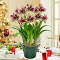 Papilio Amaryllis in Foil Wrapped Pot
