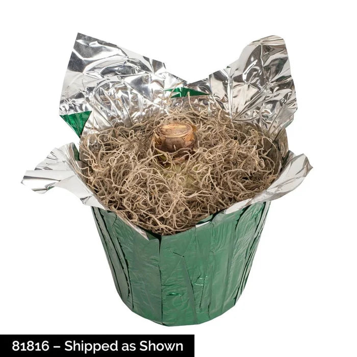 Papilio Amaryllis in Foil Wrapped Pot
