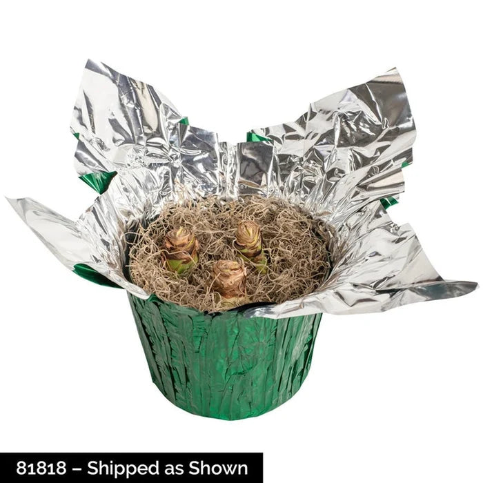 Papilio Amaryllis in Foil Wrapped Pot