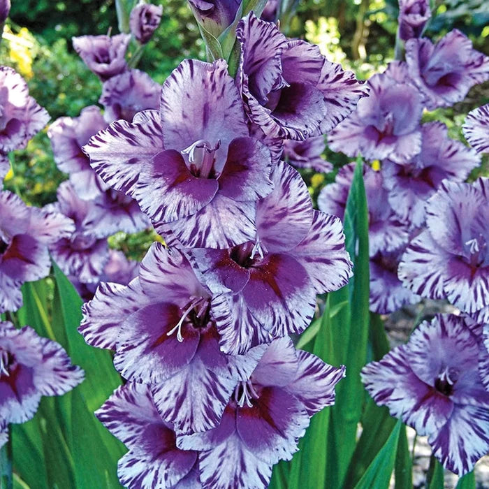Passos Gladiolus