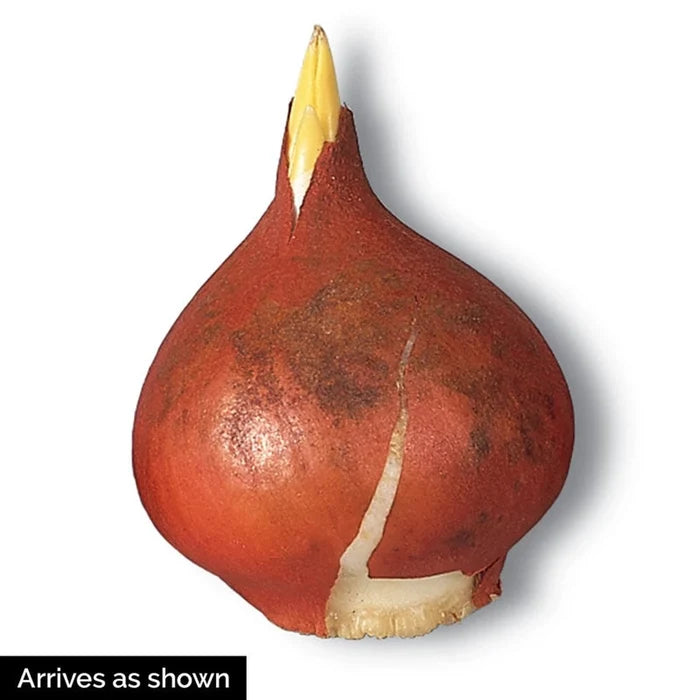 Password Tulip