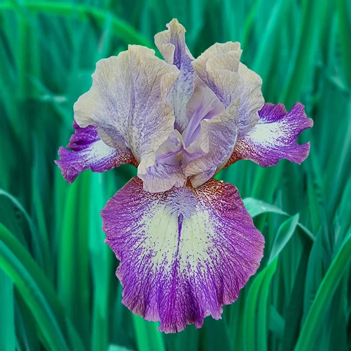 Pathway Border Bearded Iris