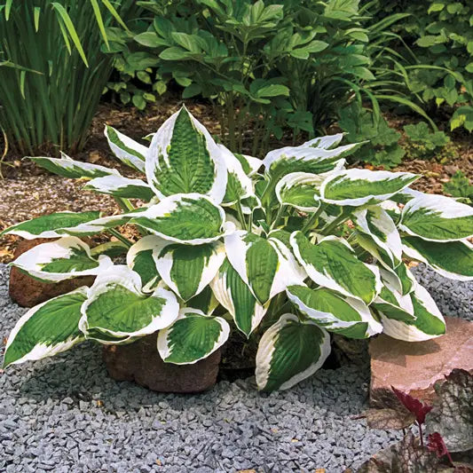 Patriot Hosta