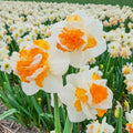 Peach Prince Daffodil
