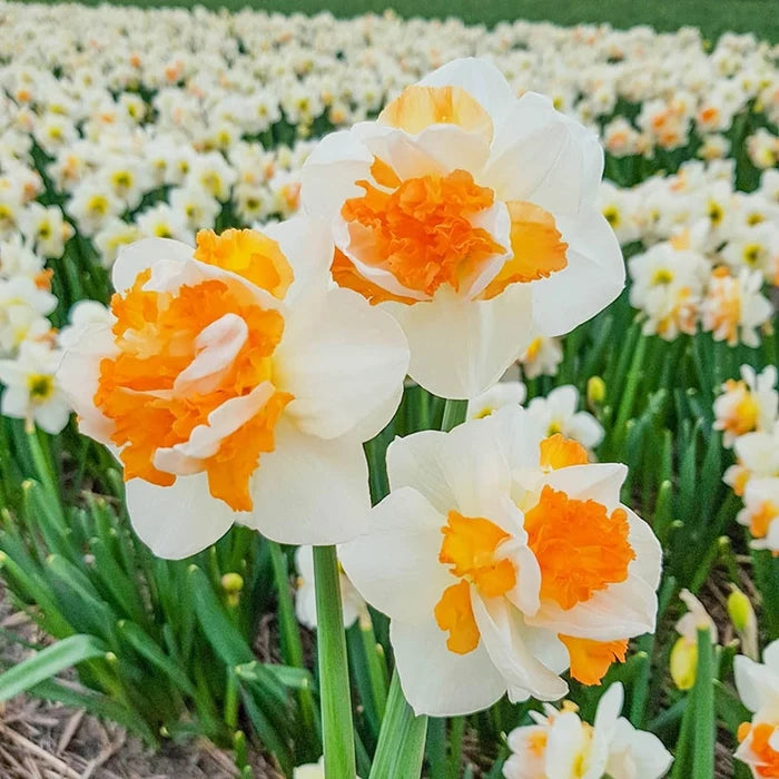 Peach Prince Daffodil