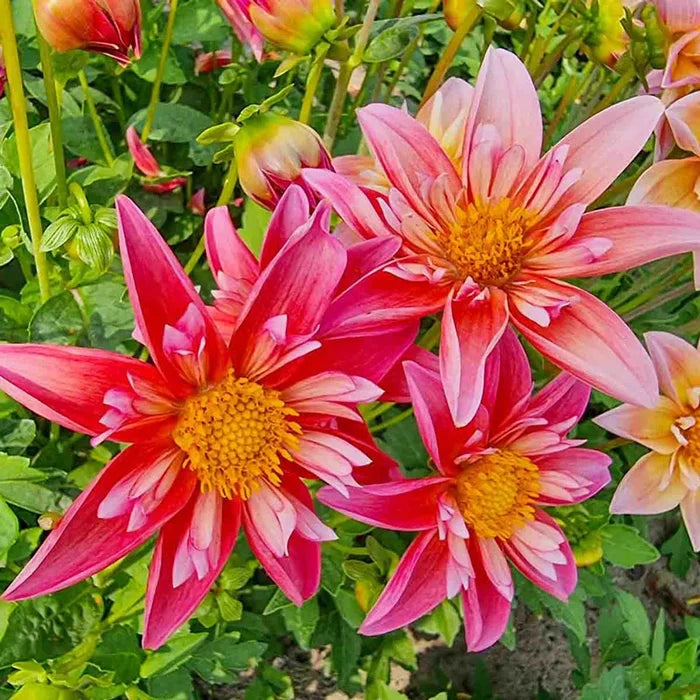 Pepita Pink Dahlia