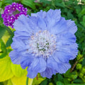 Perfecta Clear Blue Pincushion Flower