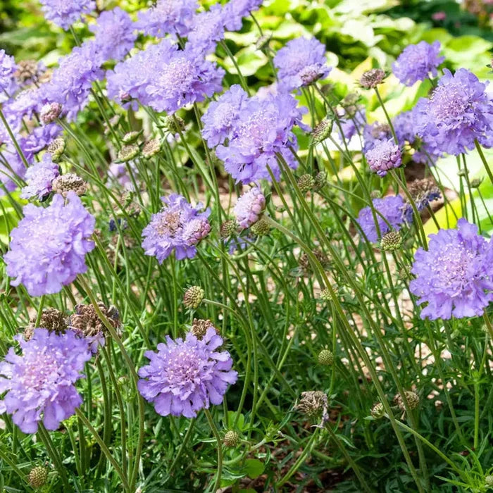 Perfecta Clear Blue Pincushion Flower