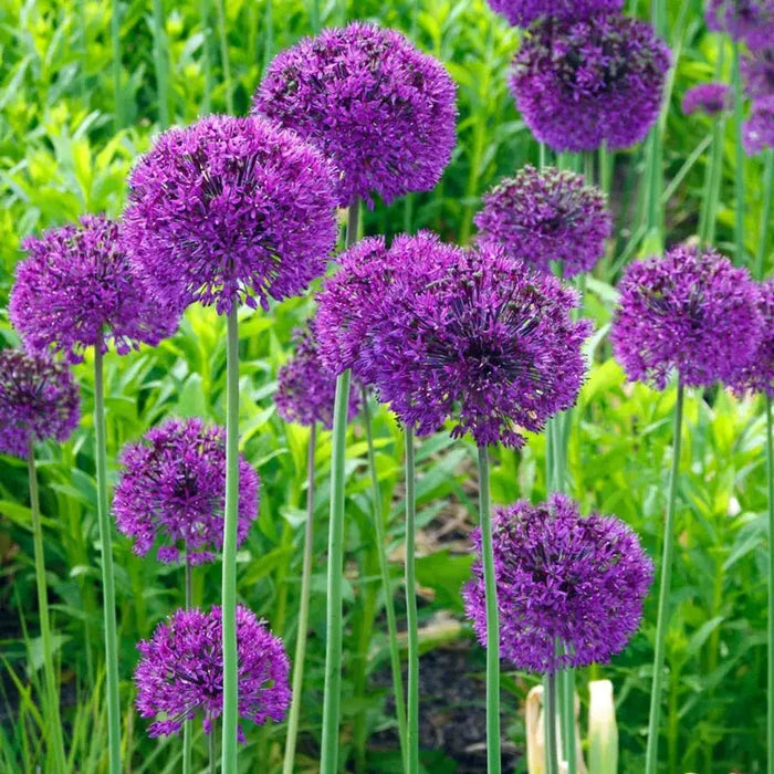 Persian Blue™  Allium