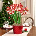 Pierrot Amaryllis Duo