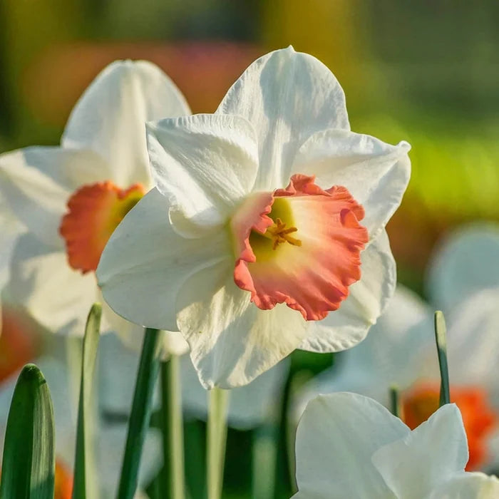 Pink Charm Daffodil