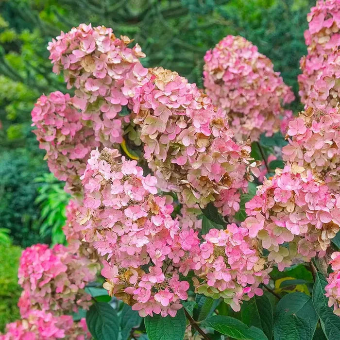 Pink Diamond Hydrangea