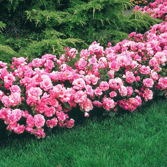 Pink Freedom Rose