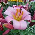 Pink Planet Lily