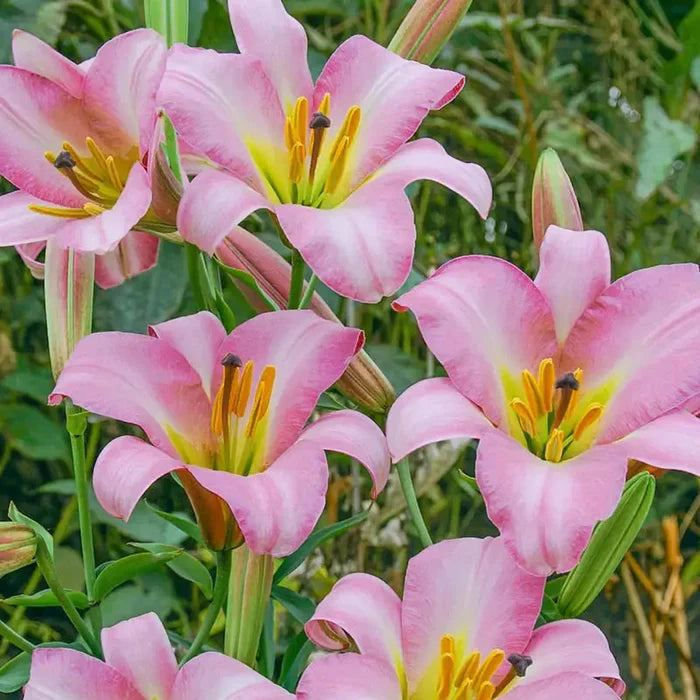 Pink Planet Lily