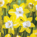 Pipit Daffodil