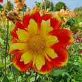 Pooh Swan Island Dahlia