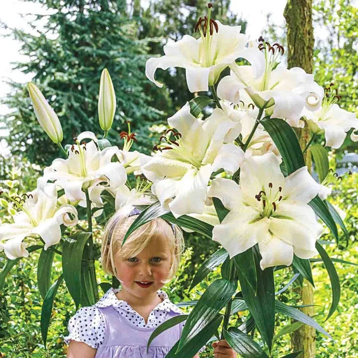 Pretty Woman Lily Tree