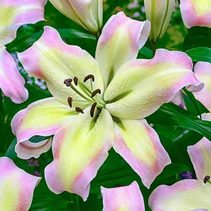 Pretty Woman Lily Tree