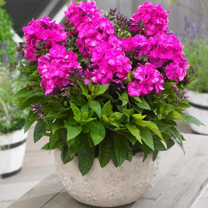 Primadonna Bambini® Phlox
