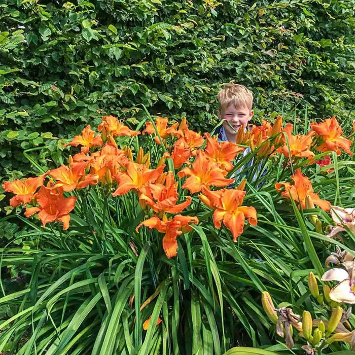 Primal Scream Daylily