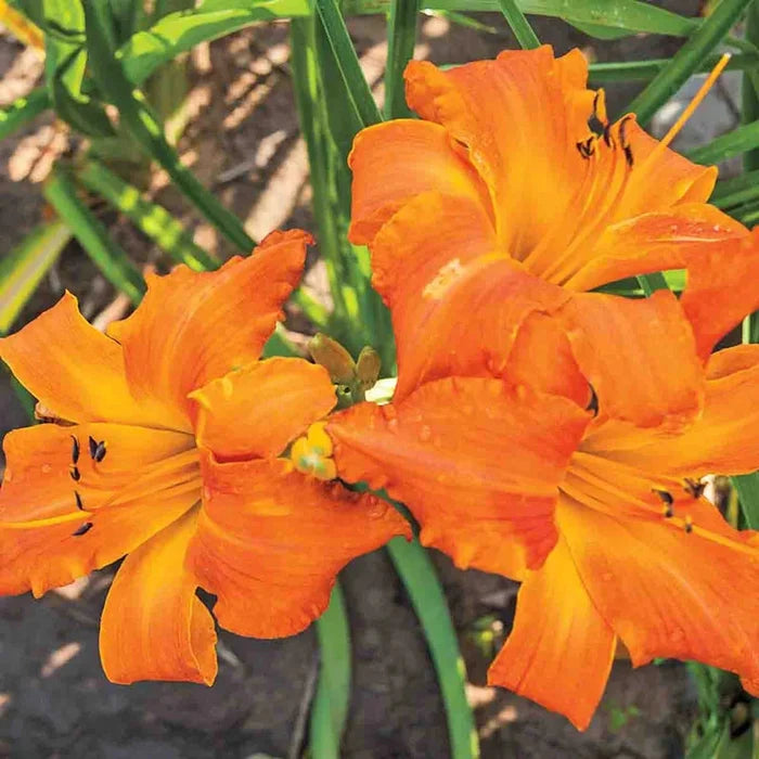 Primal Scream Daylily