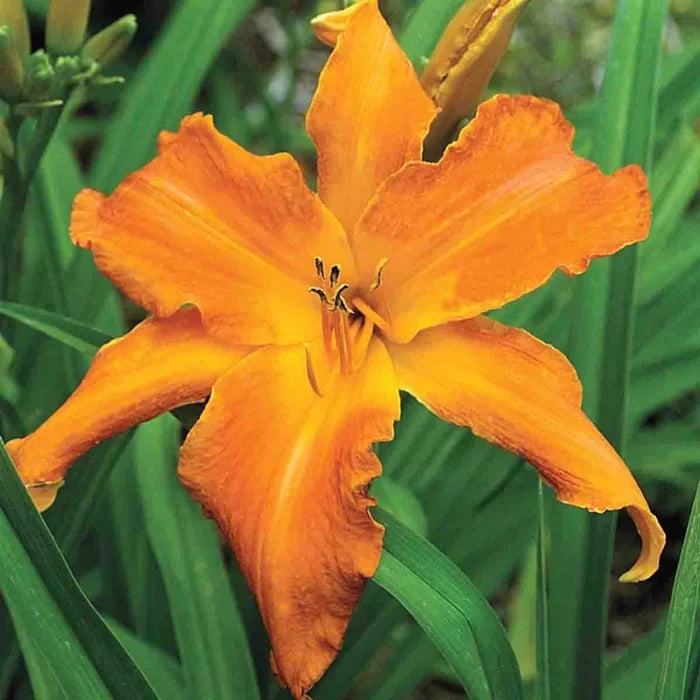 Primal Scream Daylily