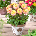 Princesse Elisabeth Dahlia