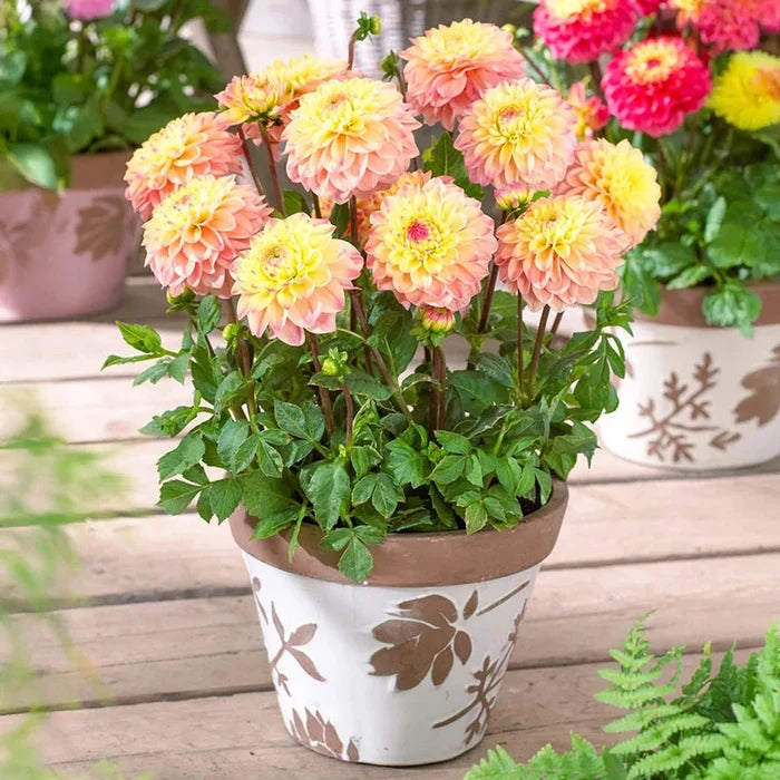 Princesse Elisabeth Dahlia