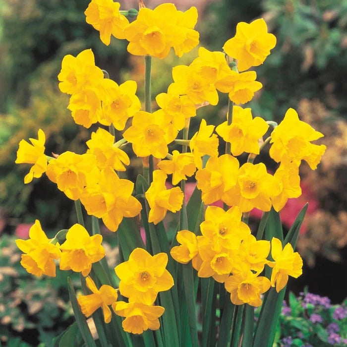 Quail Daffodil