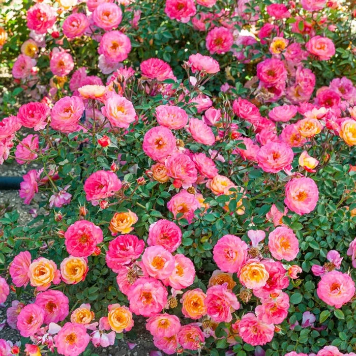 Rainbow Happy Trails™  Groundcover Rose