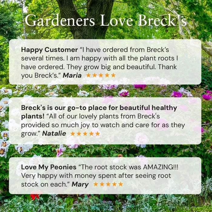 Raspberry Mousse Toad Lily