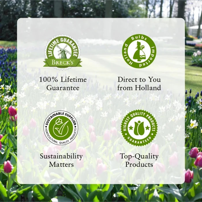 Raspberry Splash Lungwort